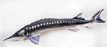 Jeseter - 120 cm polštář