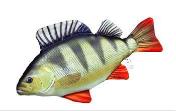 Okoun říční mini - 32 cm polštářek
