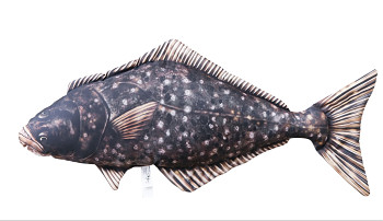 Halibut - 72 cm polštář