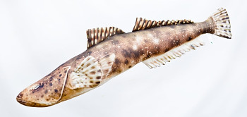 Ploskohlavec tmavý - 102 cm polštář