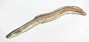 Úhoř říční - 115 cm polštář