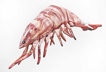 Kreveta tygří - 65 cm polštář