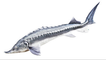 Vyza velká Giant - 140 cm polštář
