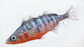 Koljuška tříostná - 60 cm polštář
